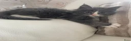 Mixed Breed cats for sale: Maine Coon x Ragdoll Female kittens  - Advert 1
