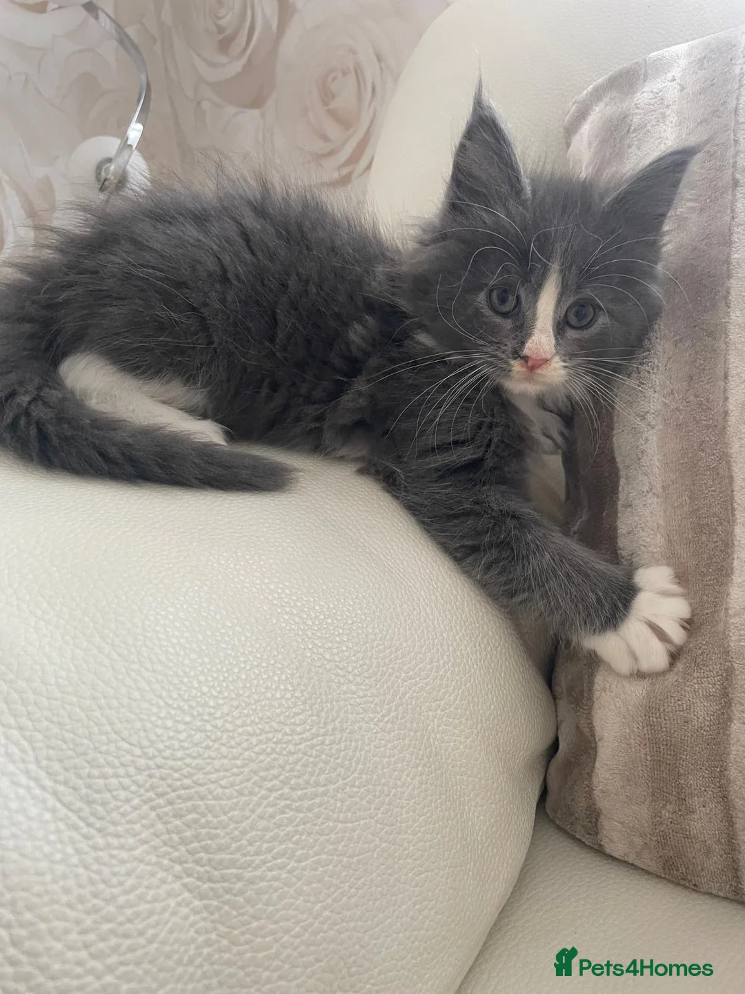 Mixed Breed cats for sale: Maine Coon x Ragdoll Female kittens  - Advert 1