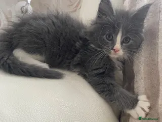 Mixed Breed cats Maine Coon x Ragdoll Female kittens - Advert 4