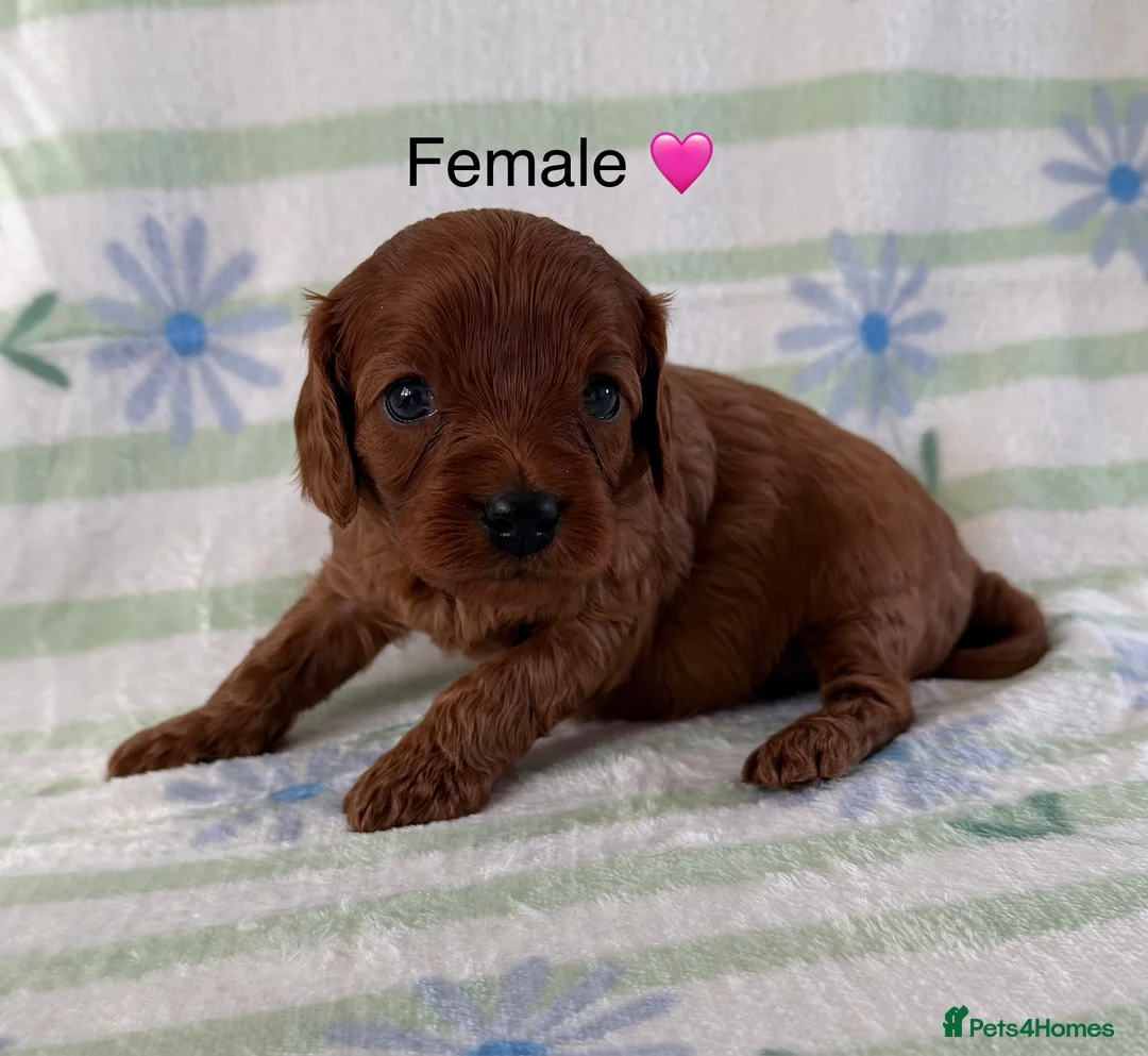 Cavapoo dogs for sale: Easter Cavapoos 🐶🐣 - Advert 1