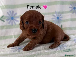 Cavapoo dogs Easter Cavapoos 🐶🐣 - Advert 9