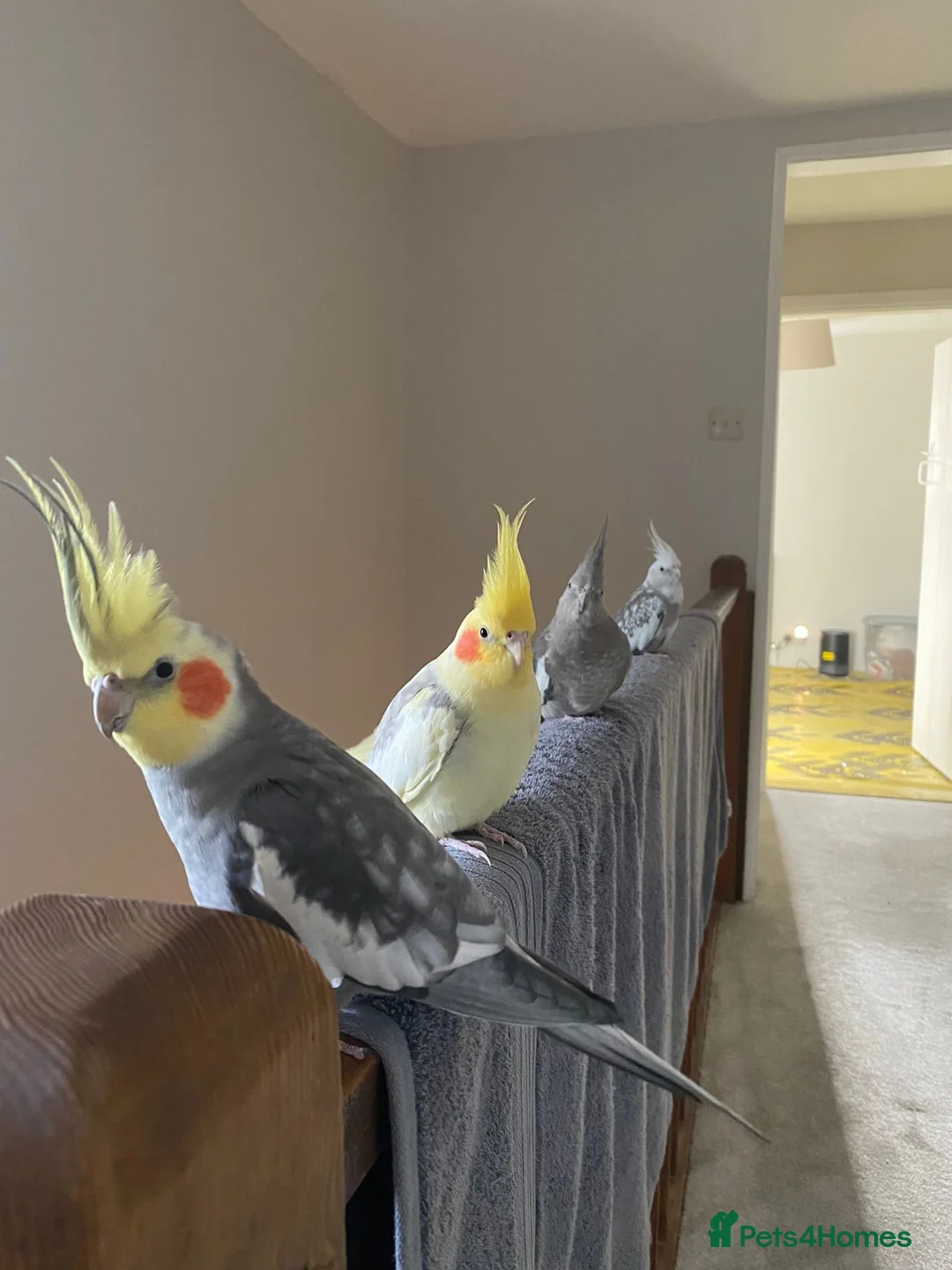 Cockatiels birds for sale: 4 Adult Cockatiels (2M, 2F) (Cages Included) - Advert 2