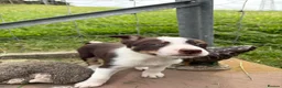 Border Collie dogs for sale: 4 Border Collie ISDS Registered Pups for Sale - Advert 24