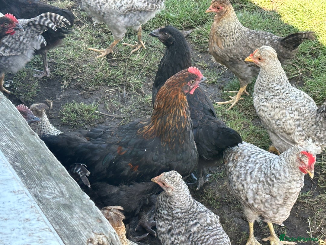 Chickens poultry for sale: CREAM LEGBAR AND BLACK CUCKOO MARAN COCKERELS  - Image 3