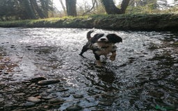 Cavapoo dogs for sale: 2 year old male cavapoo  - Image 4