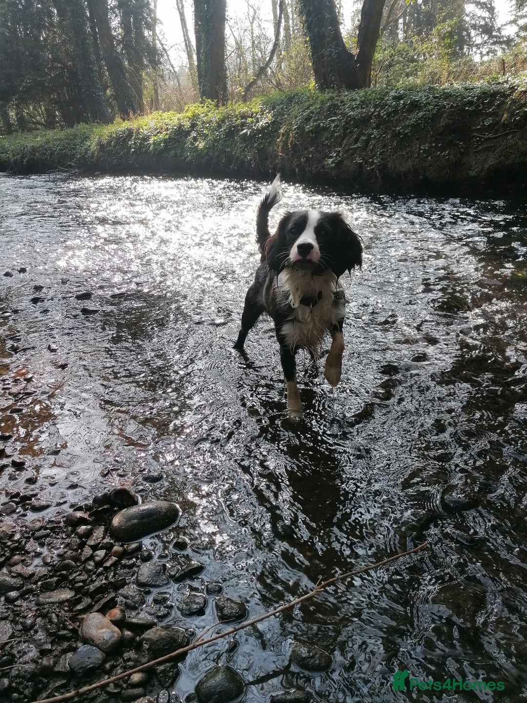 Cavapoo dogs for sale: 2 year old male cavapoo  - Image 4