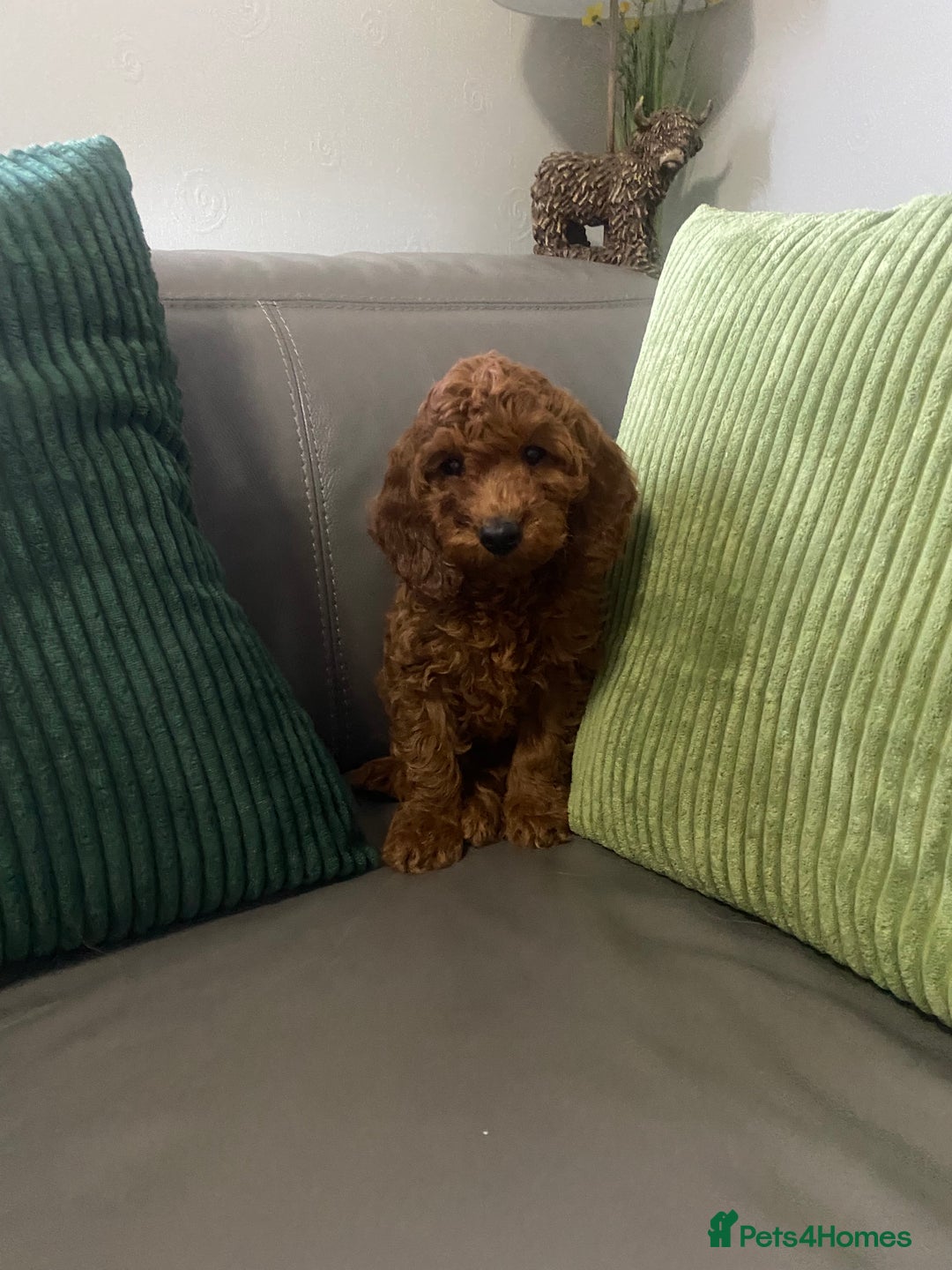 Cockapoo dogs for sale: Cockatoo puppies - Advert 10