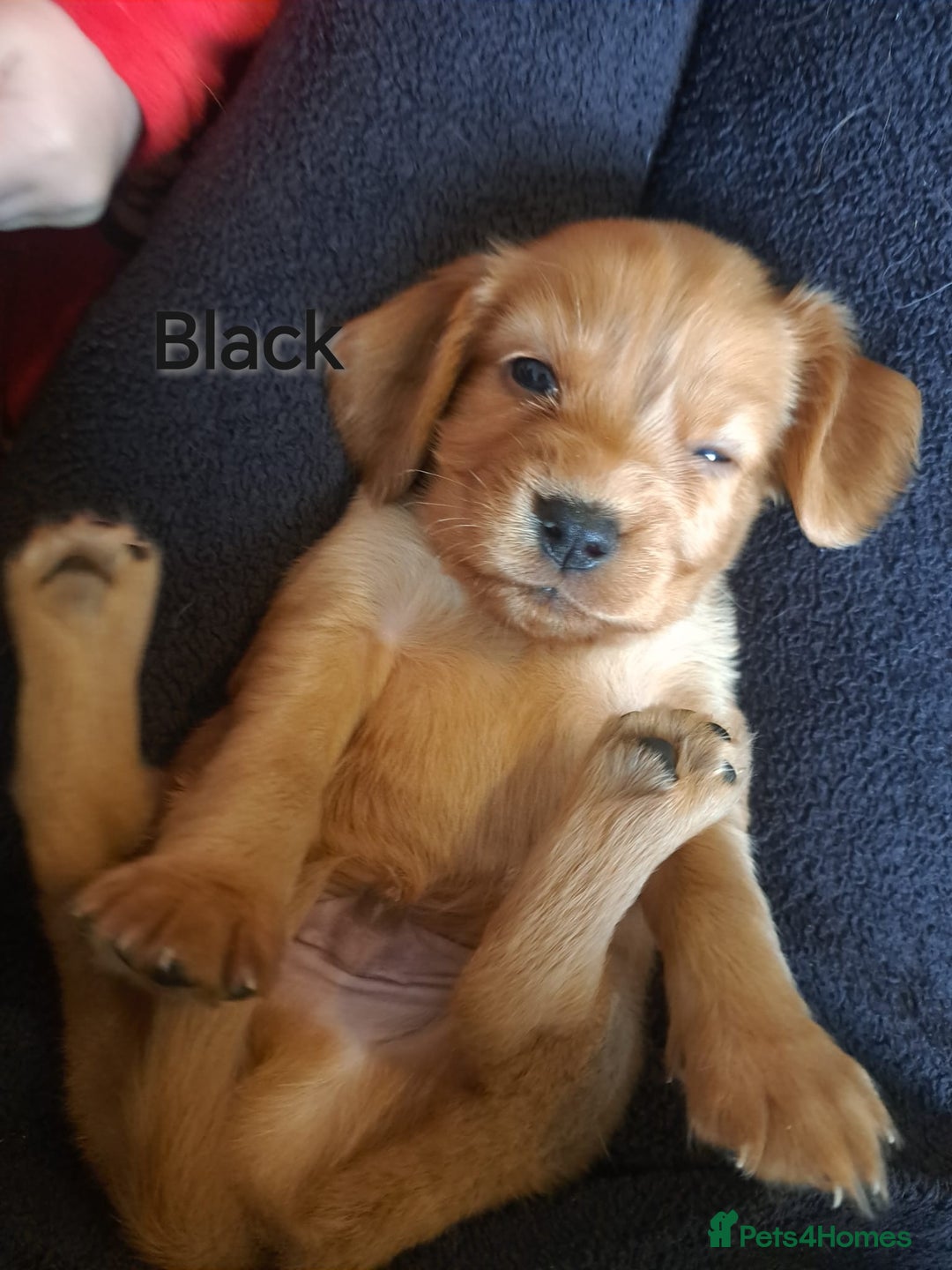 Cocker Spaniel dogs for sale: Cocker spaniel puppies - Image 2