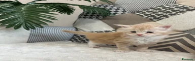 Maine Coon Kitten 2