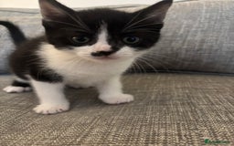 Mixed Breed cats for sale: 2 boy kittens left reduced price  - Image 3