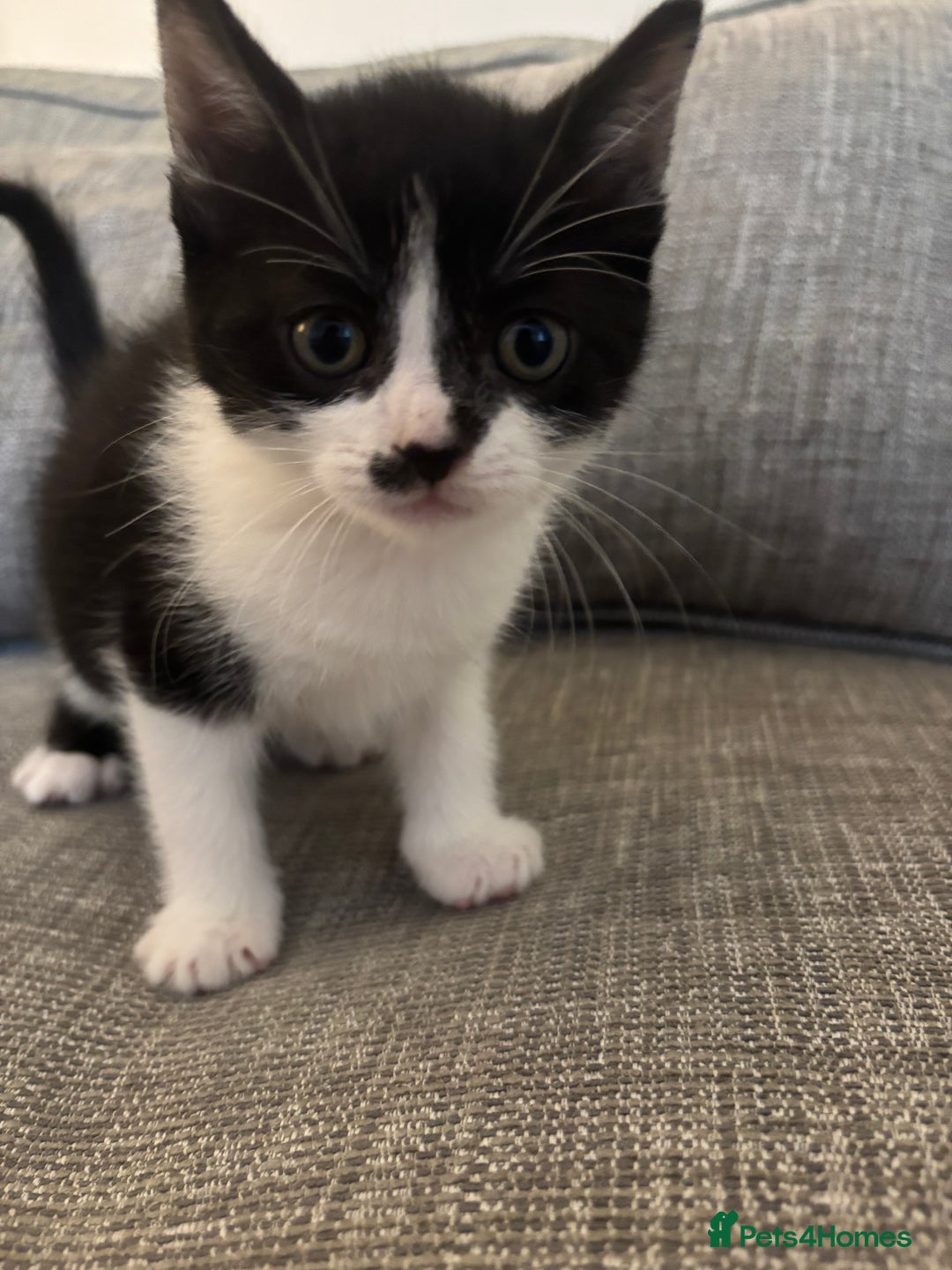 Mixed Breed cats for sale: 2 boy kittens left reduced price  - Image 3