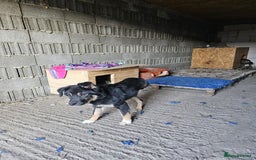 Mixed Breed dogs for adoption: A poor, gentle 3 legged boy needs a Loving Home - Image 12