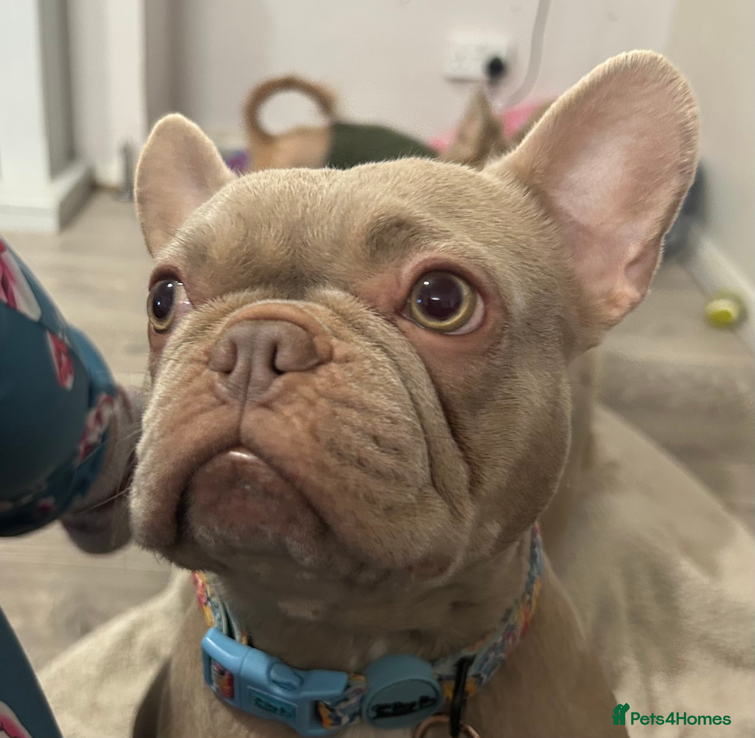 French Bulldog dogs Kc reg , PRADA tiny new shade Isabella frenchie  - Advert 13