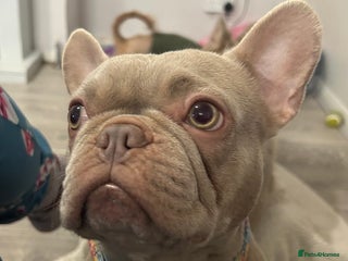 French Bulldog dogs Kc reg , PRADA tiny new shade Isabella frenchie - Advert 12