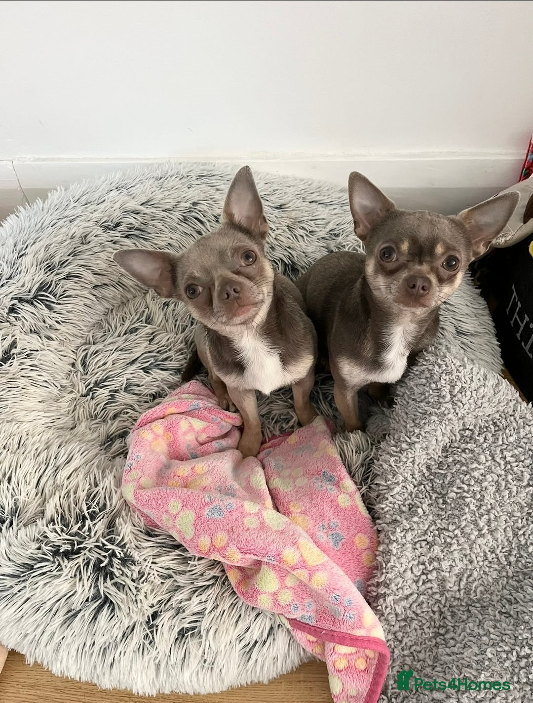 Chihuahua dogs for stud: Proven Lilac KC registered chihuahua for stud  in Liverpool - Advert 7