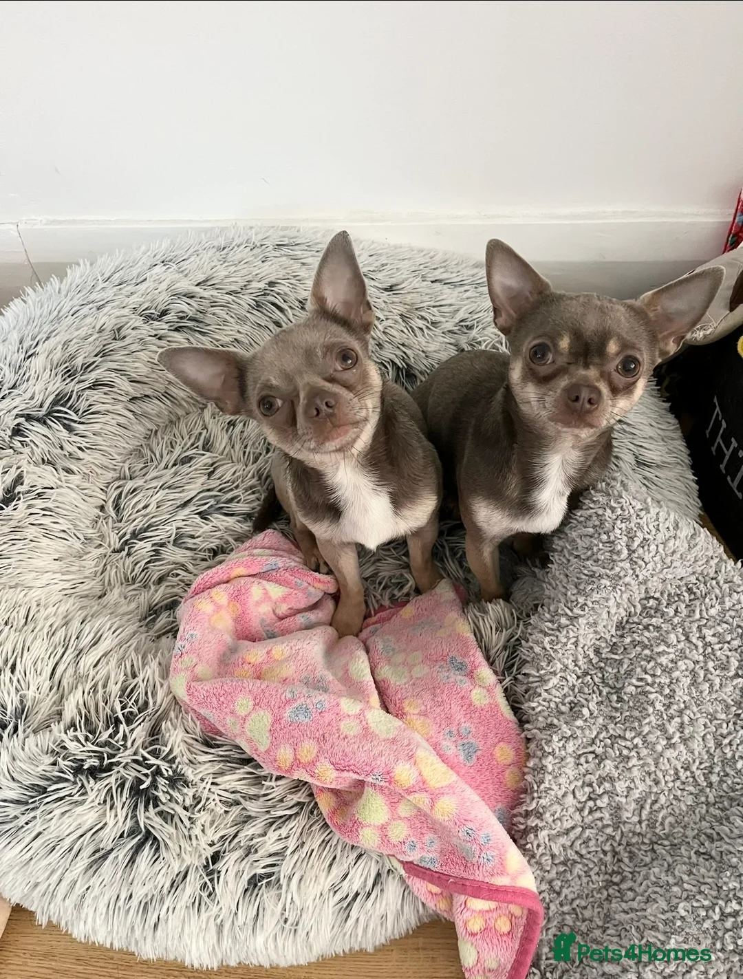 Chihuahua dogs for stud: Proven Lilac KC registered chihuahua for stud  in Liverpool - Advert 7