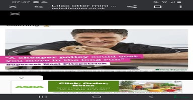 Mini Lop rabbits Baby mini plush lop doe  - Advert 6