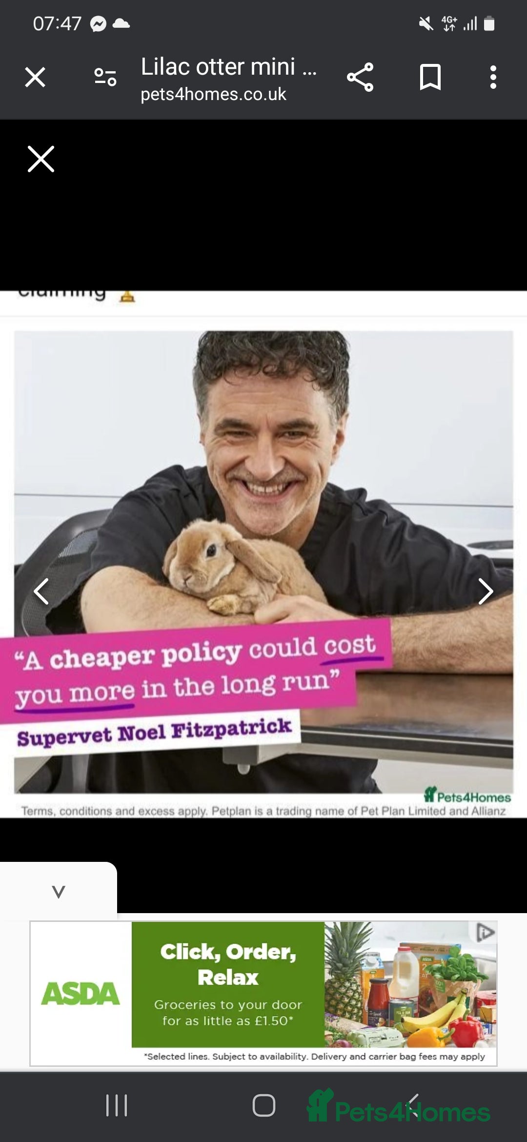 Mini Lop rabbits for sale: Baby mini plush lop doe  - Advert 3