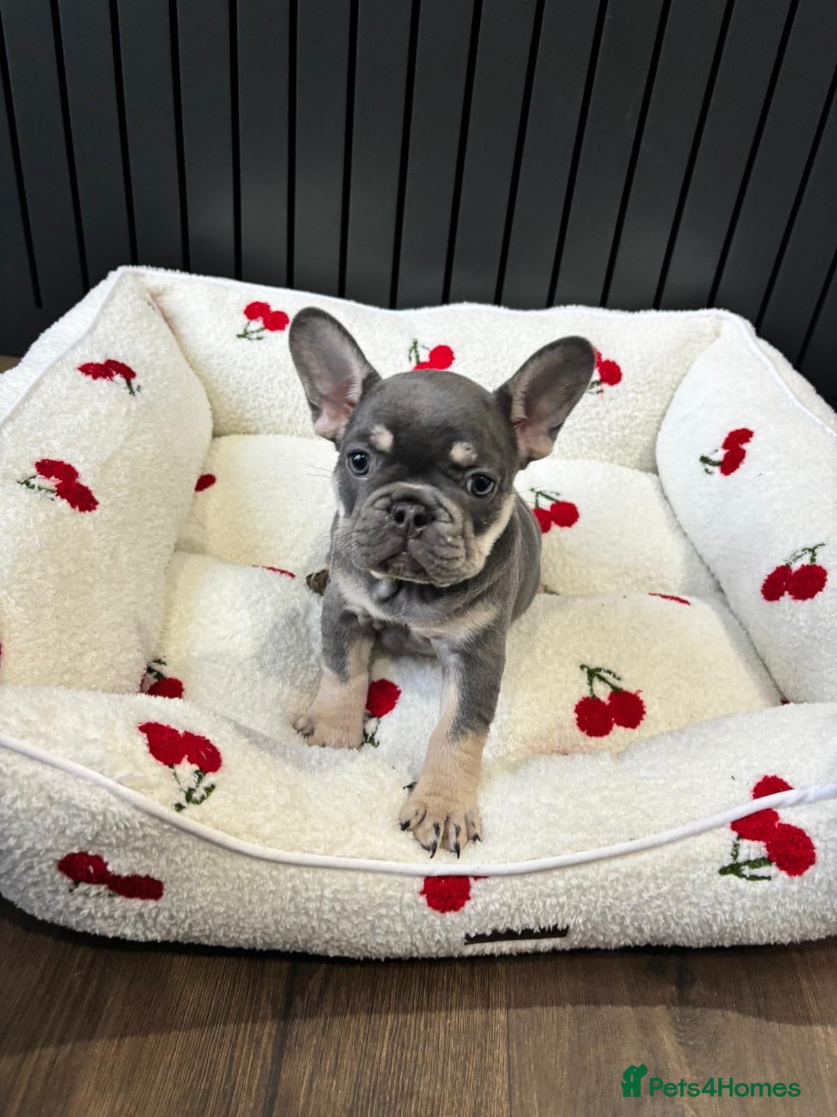 French Bulldog dogs French bulldog pups (dwkc registered)  - Advert 4