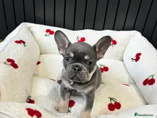 French Bulldog dogs French bulldog pups (dwkc registered) - Advert 4
