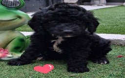 Cockapoo dogs for sale: ** BEAUTIFUL LITTER OF COCKAPOOS ** - Image 2