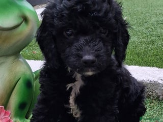 Cockapoo dogs ** LAST ADORABLE CURLY BLACK & WHITE COCKAPOOS ** - Advert 5