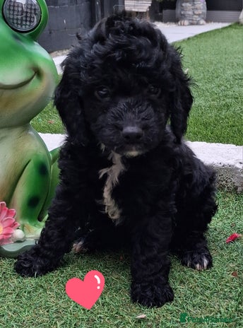 Cockapoo dogs - Advert 3