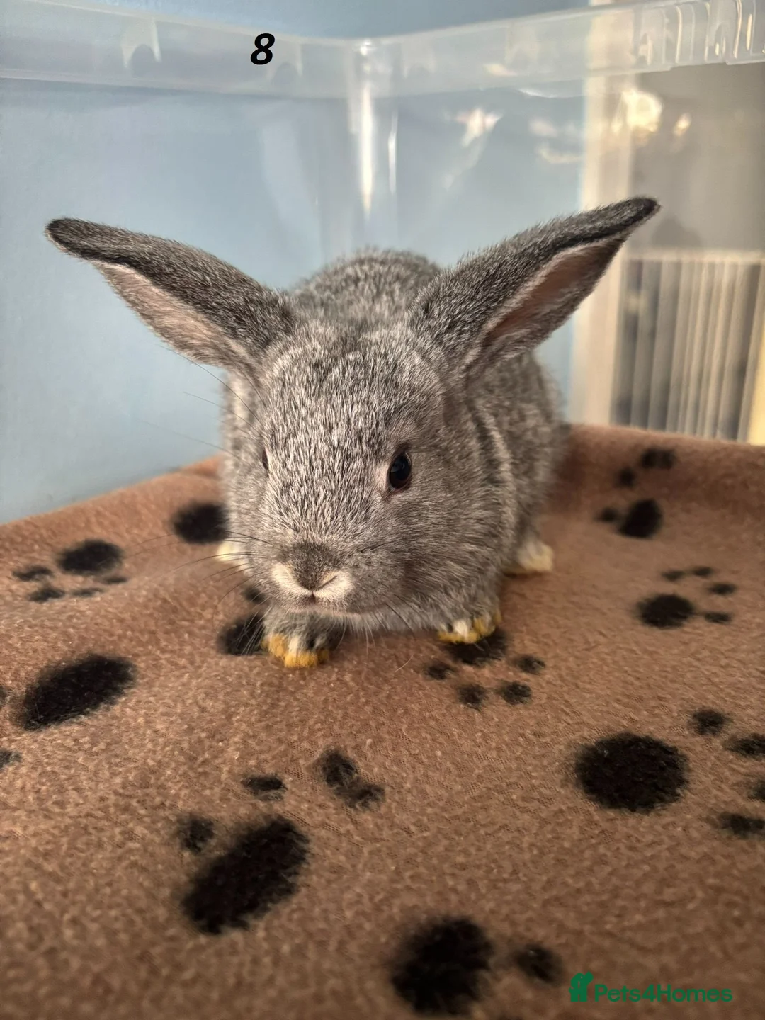 Mini Lop rabbits for sale: 🐰 Beautiful Mini Lop Baby Bunnies– Ready to go 🐰 - Advert 1