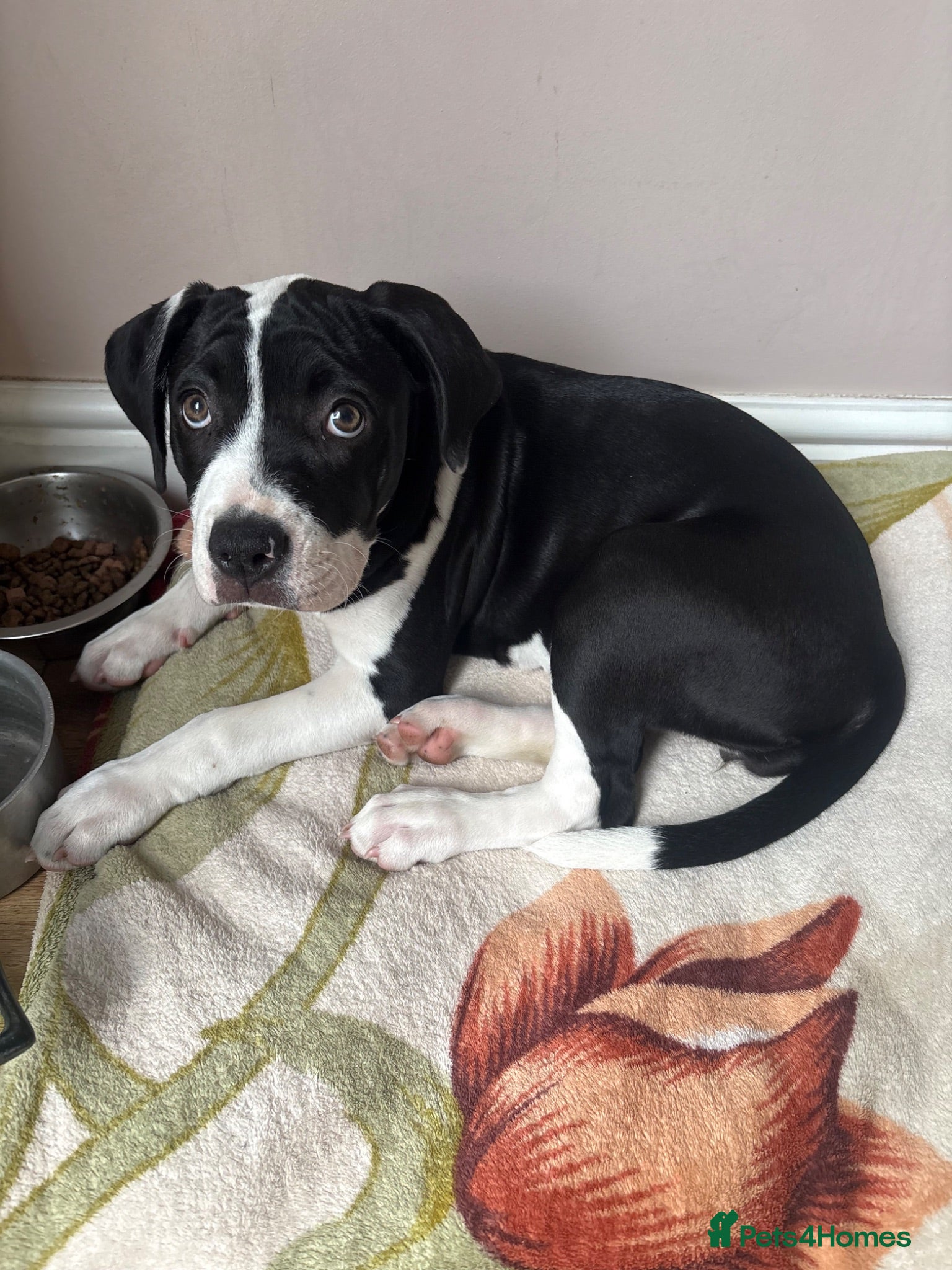 Mixed Breed dogs Beautiful mixed dog  - Advert 1
