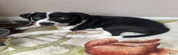 Mixed Breed dogs for sale: Beautiful mixed dog  - Advert 1