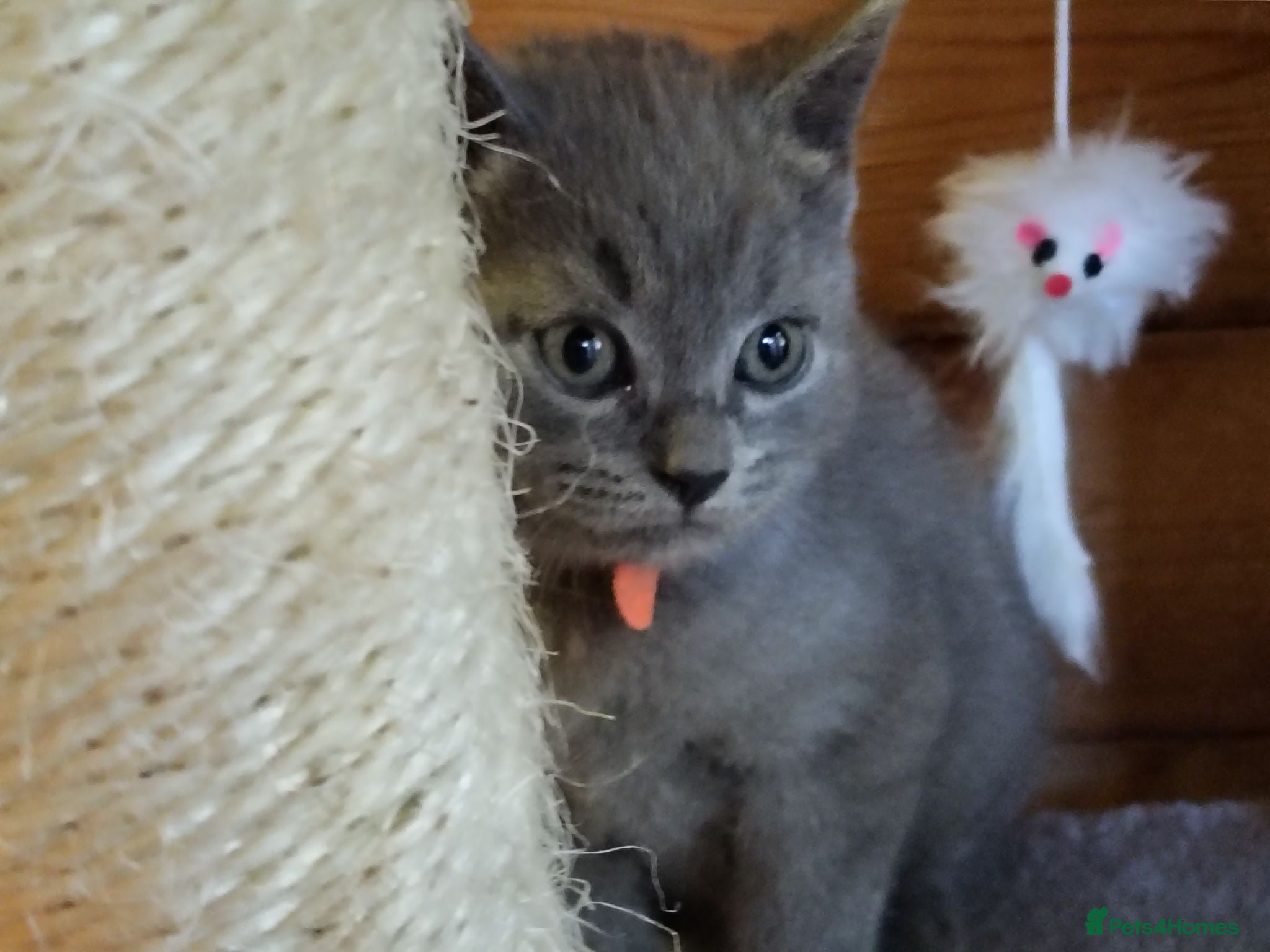 British Shorthair cats British shorthair kittens  - Advert 2