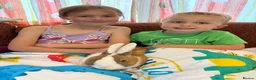 New Zealand rabbits for sale: Stunning house bunny with vaccinations  - Advert 3