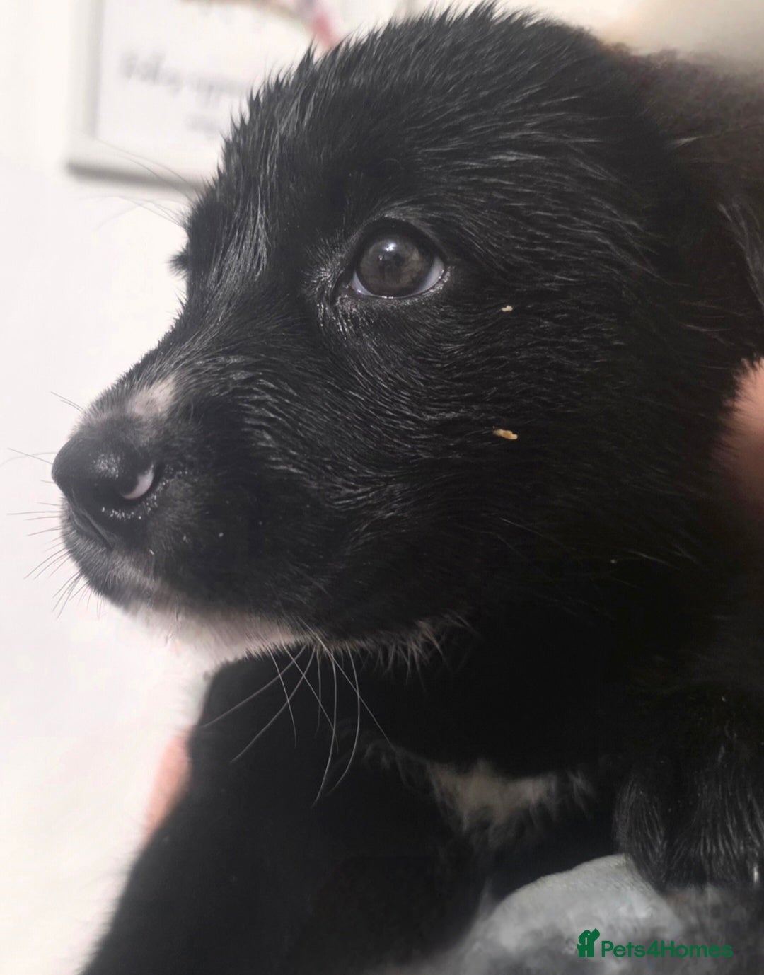 Mixed Breed dogs for sale: STUNNING RED FOX LABRADOR X SPECIAL SIBERIAN HUSKY - Advert 36