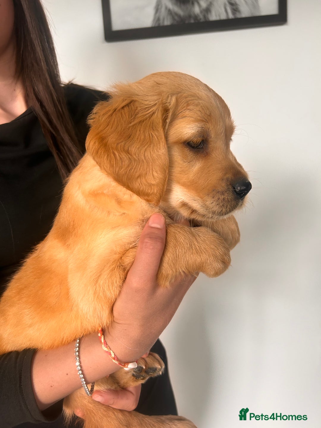 Golden Retriever dogs for sale: Golden Retriever Puppies  - Image 34
