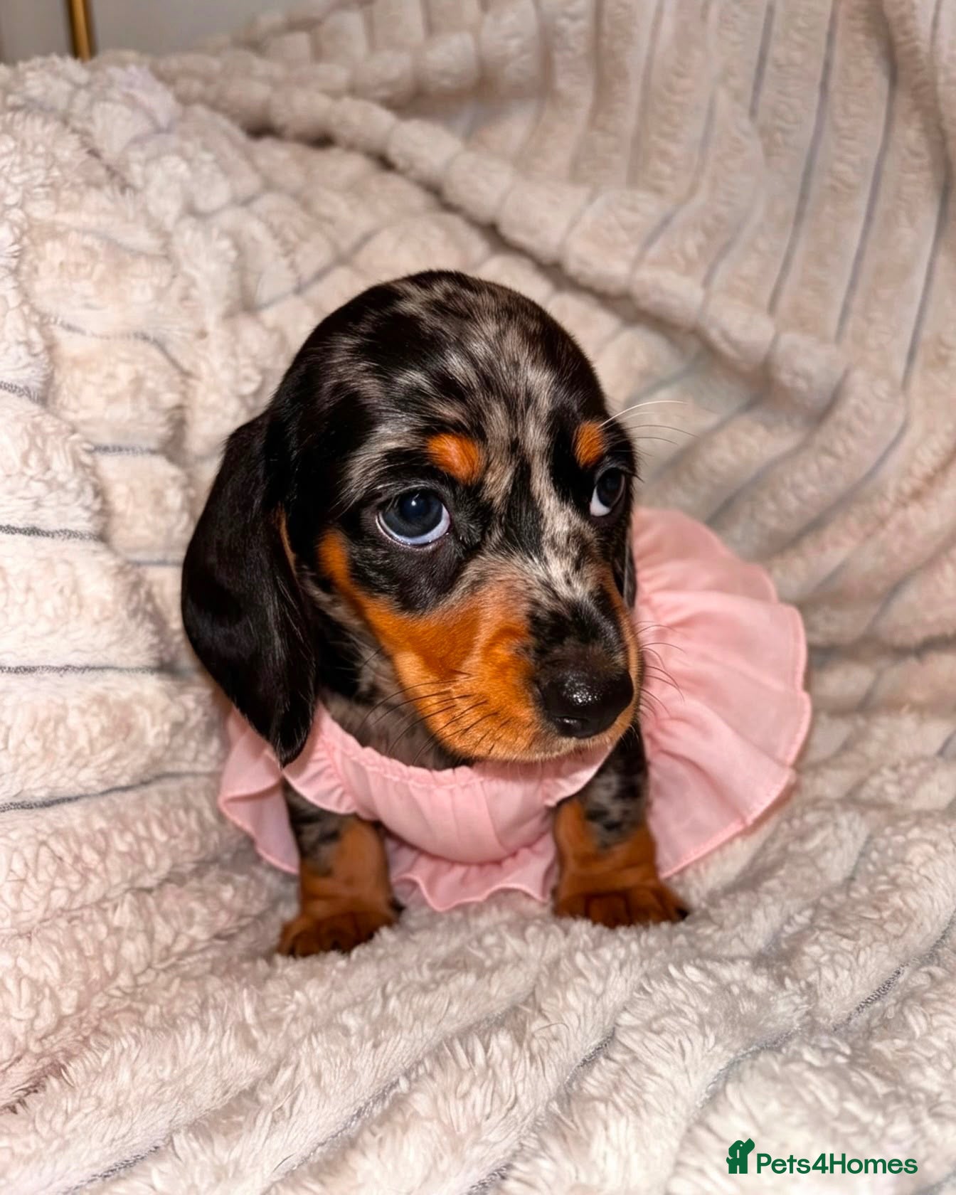 Miniature Dachshund dogs Miniature smooth coated Dacshund’s  - Advert 1
