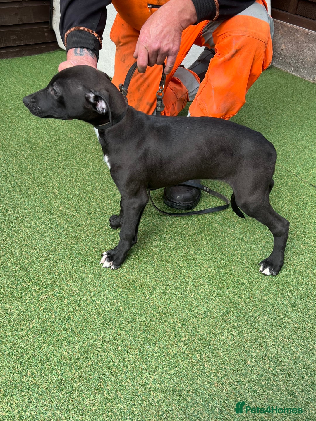 Lurcher dogs for sale: Lurcher puppies  - Image 3