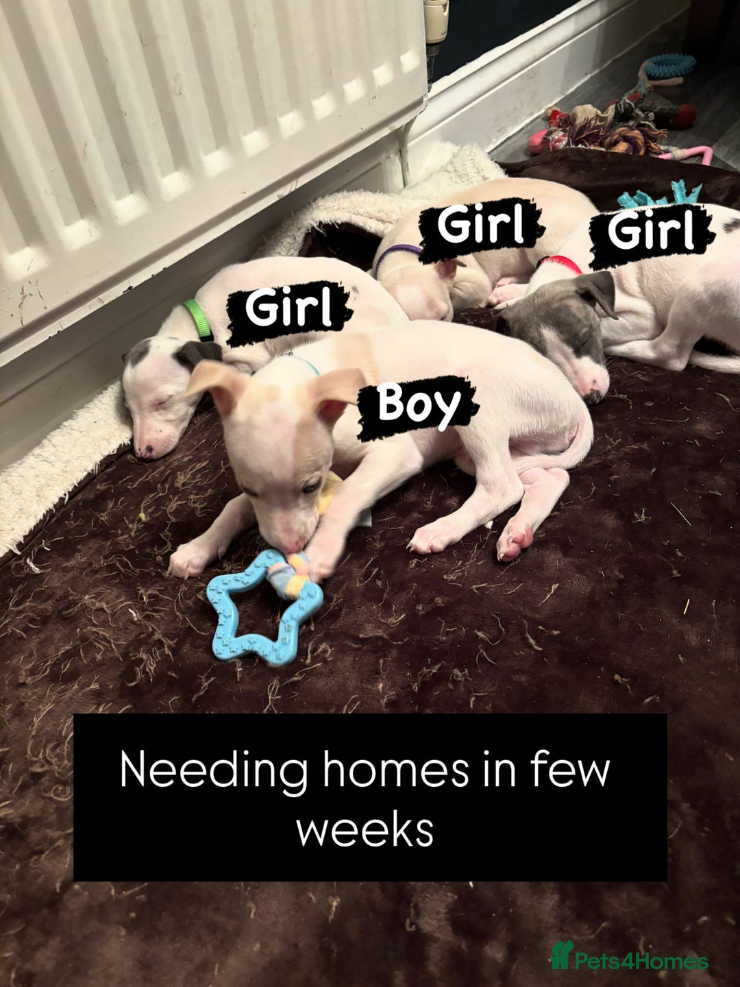 Whippet dogs for sale: Pedigree Whippet Pups  - Advert 3