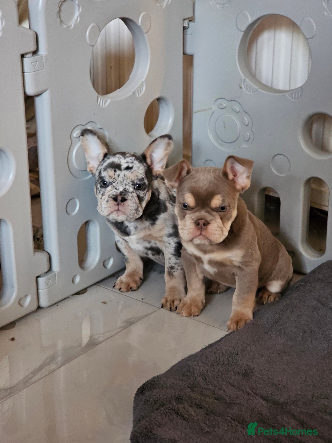 Mixed Breed dogs for sale: Micro exotic,s. - Advert 31