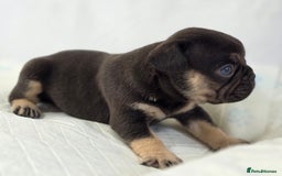 French Bulldog dogs for sale: TOP QUALITY KC REG FRENCHIES AVAILABLE  - Image 15