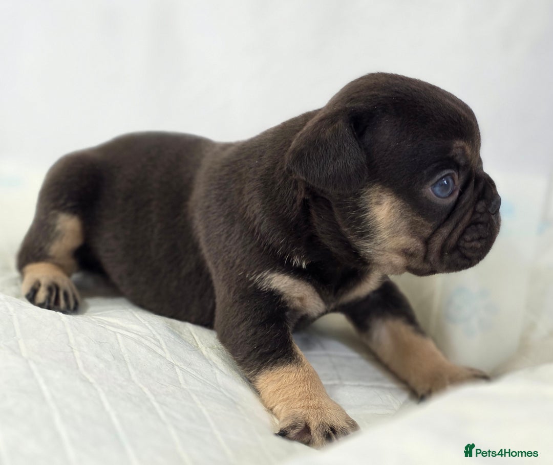 French Bulldog dogs for sale: TOP QUALITY KC REG FRENCHIES AVAILABLE  - Image 15
