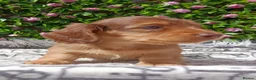 Miniature Dachshund dogs for sale: READY NOW LH SHADED CREAM MINI KC REG PRA CLEAR - Advert 4