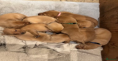 Labrador Retriever dogs - Advert 12