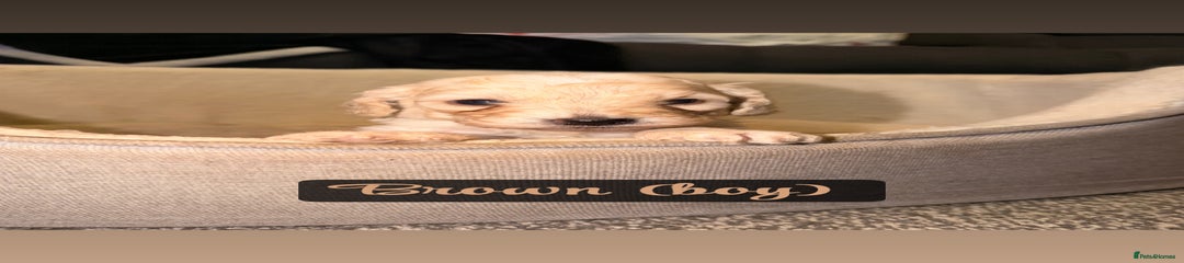 Cockapoo Puppy (brown)