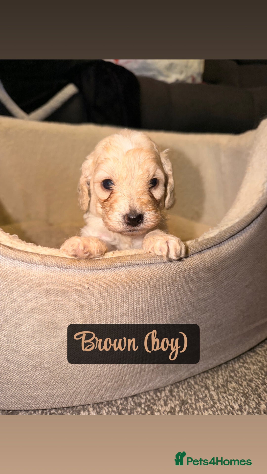 Cockapoo dogs for sale: F2 Toy cockapoo - Advert 9