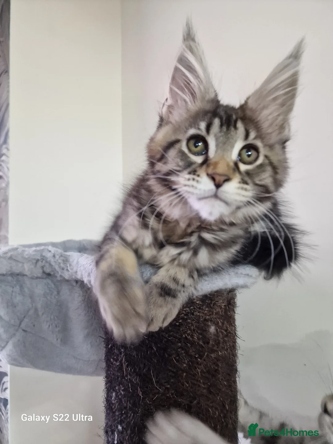 Maine Coon cats for sale:  Kittens – Licensed Fenikscoon Cattery (UK) 🐾 - Advert 3