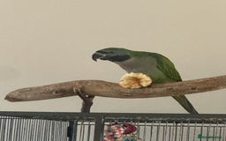 Parakeets birds for sale: Derby parrot - Image 4