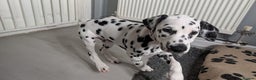 Dalmatian dogs for sale: Dalmatian puppies ready advert fully - Advert 14