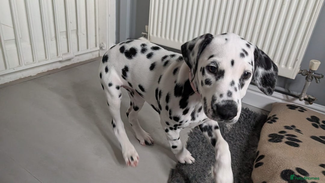Dalmatian dogs for sale: Dalmatian puppies ready advert fully - Advert 14