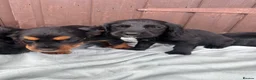 Sprocker dogs for sale: 🩵6 sprocker puppies 💜 - Advert 6