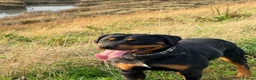 Rottweiler dogs for sale: Circumstance change  in Rochester - Advert 2